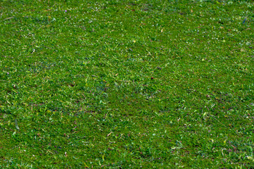 Tall Light Green Grass Background