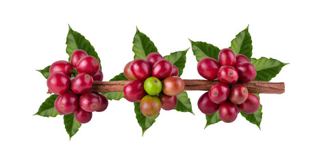 Fresh Arabica Coffee beans ripening isolated on white background.