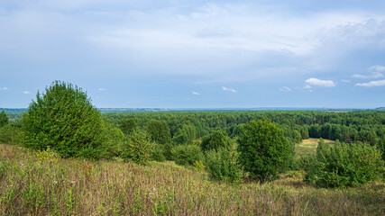 Obraz premium forest summer landscape