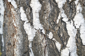 Black-white striped and cracked natural texture of russian birch bark. High quality photo