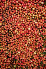 Lots of red juicy apples. Time to harvest. Background 