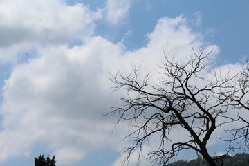 Fototapeta na wymiar A sad and lonely tree