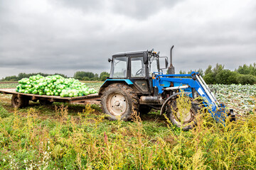 Obraz premium Agricultural wheeled tractor Belarus working on cabbage harvest