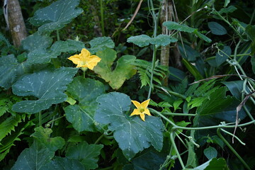 Pumpkin plants with large, jagged leaves, wispy hairs, irritating green ,yellow blooming flowers. Pumpkins are in the plant family. Cucurbitaceae. Is biennial plant with vine stems with small antennae