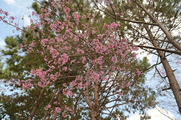 Pink Wild or Himalayan Cherry or Sakura in Thailand are in full bloom in early winter. with a green background of Khasiya pine and a bright blue sky.
