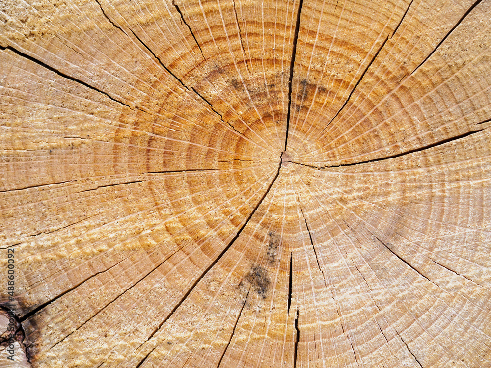 Sticker detail of summer rings on a dried beech section.