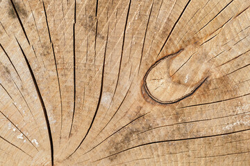 Detail of a section of a beech tree with an internal twist at the rings.