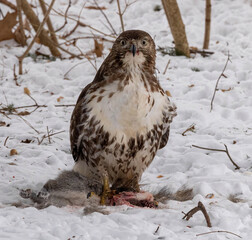 A red-tailed hawk with prey