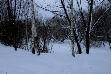 White snow between the trees in the forest.