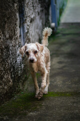 dog on the street