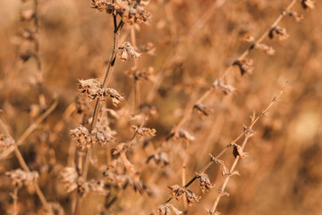 Dry parts with honeydew spores.