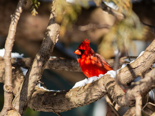 red cardinal on a branch