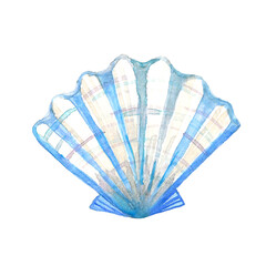 Blue tropical  shell