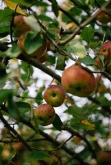 apples on tree