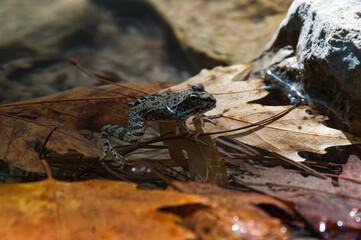 chlling frog