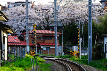 View of local train with a sign of railroad crossing on rail tracks with sakura trees full blooming along the railway and local house village in Japan.
