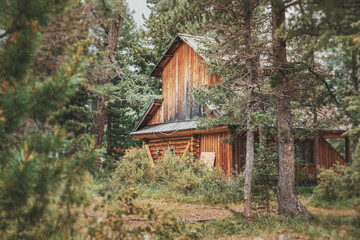 Atmospheric shack and wooden hut in the dense forest. The concept of temporary housing in the...