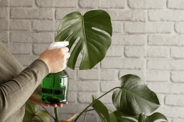 A woman sprays the leaves of monstera deliciosa. © Anna