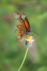 butterfly on a flower