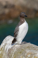 Bridled Guillemot
