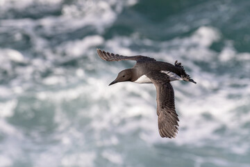 Guillemot in flight over crashing seas