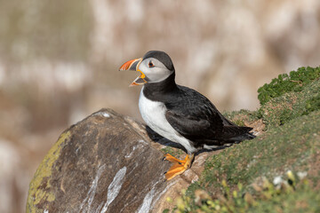 Puffin yawning