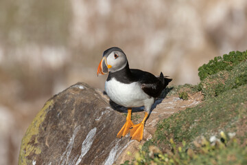 Puffin