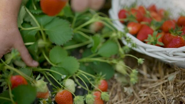 Harvesting strawberries with farmer's hands