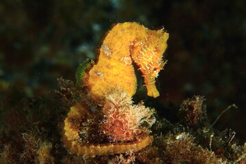 Fototapeta na wymiar beautiful yellow seahorse in its marine environment at the bottom of the sea