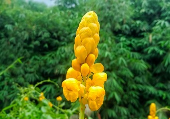 beautiful yellow flowers grow in the forest