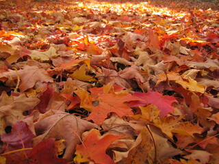 Autumn Leaves