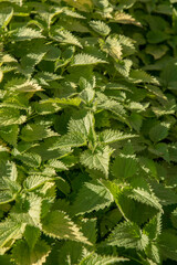 Stinging nettles (Urtica dioica) in the garden. The plant is also known as common nettle or stinger.