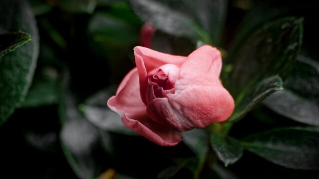Beautiful opening pink flower. Petals of blooming azaly flower Macro lens shot. Holiday, love, birthday . Bud closeup.