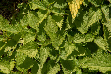Stinging nettles (Urtica dioica) in the garden. The plant is also known as common nettle or stinger.