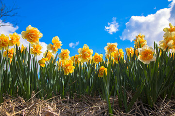 Yellow daffodil field. Spring dutch daffodil field as a floral background. © Vitalinka