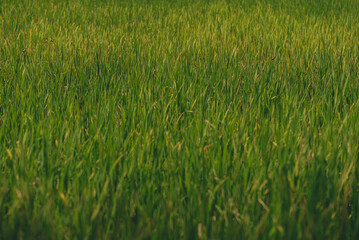 Rice plants in the green field is beautiful is growing in the countryside of Thailand , Agriculture and rice cultivation is the staple food of Asian people concept.
