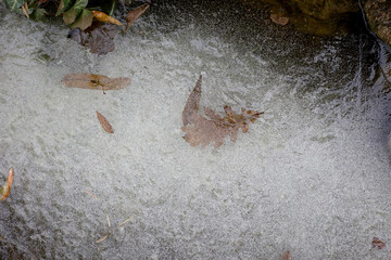 dry leaves in frozen lake