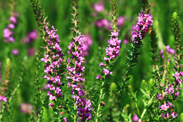 beautiful view of blooming Spiked Loosestrlfe(Purple Lythrum) flowers,close-up of purple flowers blooming in the garden 
