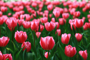Fototapeta premium amazing view of blooming colorful Tulip flowers,close-up of beautiful red with pink Tulip flowers blooming in the garden 