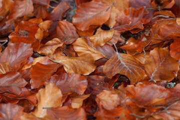 Structure of beech leaves in october