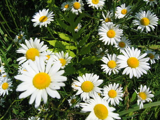 Fototapeta premium Daisies