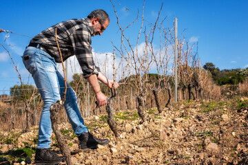 Winegrower pruning the vineyard with professional steel scissors. Traditional agriculture. Winter pruning, Guyot method.