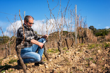 Winegrower pruning the vineyard with professional steel scissors. Traditional agriculture. Winter...