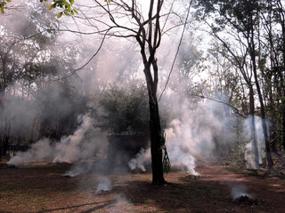 wild fire in the forest in the dry season in Asia