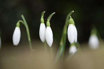 Early spring flowers white snowdrops closeup flower buds.