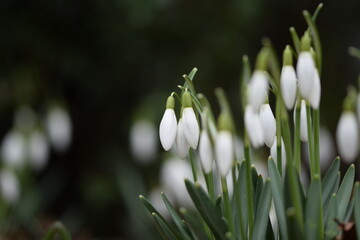 Early spring flowers white snowdrops closeup.