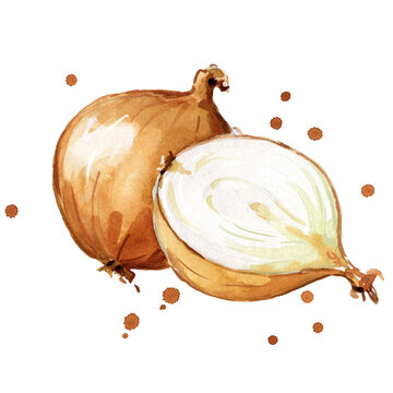 fresh onions watercolor painting