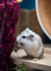 dsungarien hamster in its therarium loves amaranth