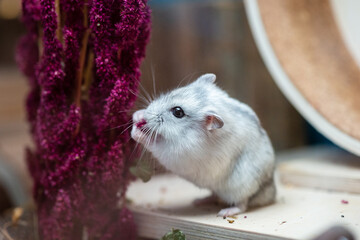 dsungarien hamster in its therarium loves amaranth