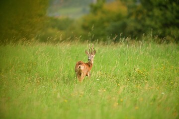 Portrait of roe deer with antlers on the meadow in rut season 